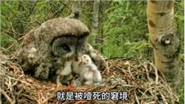 大灰猫头鹰妈妈##野生动物零距离#动物世界#动物#奇妙的动物