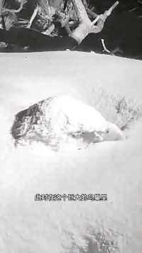 大雪中孵蛋的白头雕妈妈##野生动物零距离#难得一见#动物鸟世界#鸟类实拍
