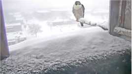 大雪中，没有耐心孵蛋的游隼爸爸！##动物#野生动物零距离#奇妙的动物#难得一见
