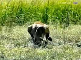 孤身狩猎的母狮！##野生动物零距离#难得一见#动物#看动物世界品百味人生