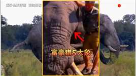 女富豪猎杀几吨重的大象，身重四枪才倒地，太可怜了