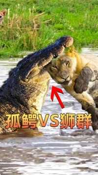 雄狮怒战鳄鱼，母狮太没用了