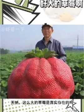 这么大的草莓，是真是存在的吗