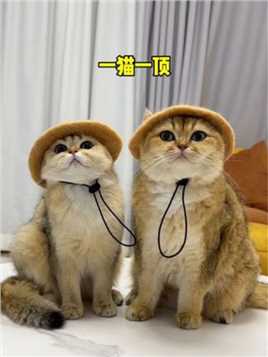 用我家猫咪的毛，给它们做了顶帽子～#猫咪的迷惑行为 #耐威克夹心粮 #耐威克