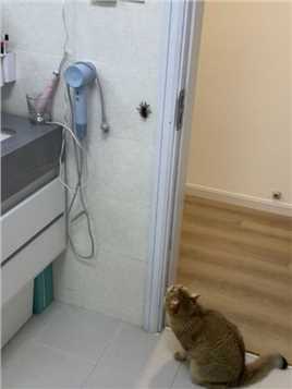 南方蜘蛛怎么这么大？当场吓晕！#猫咪的迷惑行为