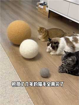 用猫咪的浮毛，给它们做了个巨型毛球~#猫咪的迷惑行为 #霍尼韦尔猫用净化器