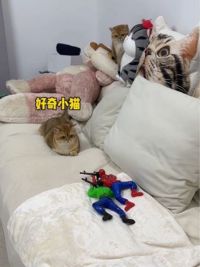 下次能别买这种阴间玩具了吗？#猫咪的迷惑行为 #我和我的猫 #金渐层