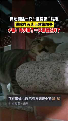 网友偶遇一只“匹诺曹”猫咪，猫咪在石头上蹭来蹭去，小猫：昨天骗了一只猫就这样了