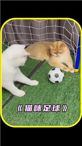 女主人和猫咪玩足球游戏