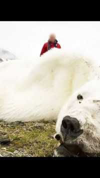 喂北极熊=犯法？宁愿让北极熊饿死，都不能用食物喂它！北极熊动物濒危物种 (2)