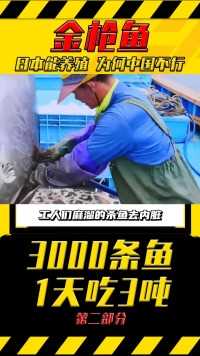 1条金枪鱼卖1800万？为什么日本可以养殖金枪鱼，中国却不行？金枪鱼金枪鱼养殖渔业 (2)