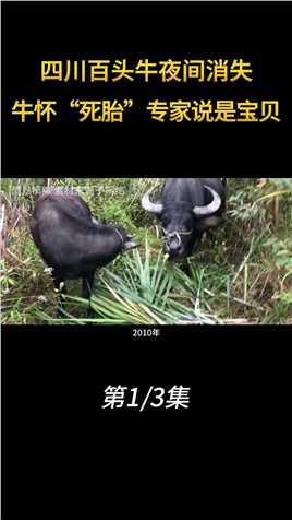2010年四川百头牛夜间消失，水牛肚中惊现“死胎”，专家说是宝贝 (1)