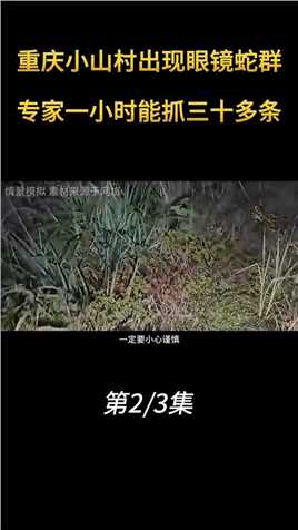 2010年，重庆小山村出现眼镜蛇，一个小时能抓30多条 (2)