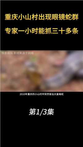 2010年，重庆小山村出现眼镜蛇，一个小时能抓30多条 (1)