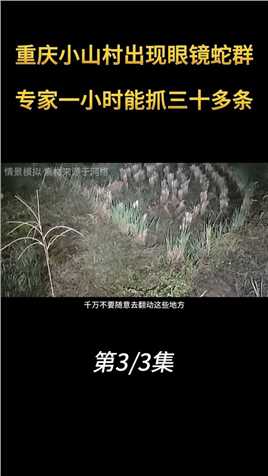 2010年，重庆小山村出现眼镜蛇，一个小时能抓30多条 (3)