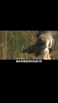 山东动物园黑猩猩狂吃葱蒜，会不会因此肠胃生病？动物能吃葱蒜吗 (3)