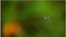 巨型蜘蛛陷阱的制作过程#国际物流 #国际货运 #国际空运 #纪录片 #昆虫 