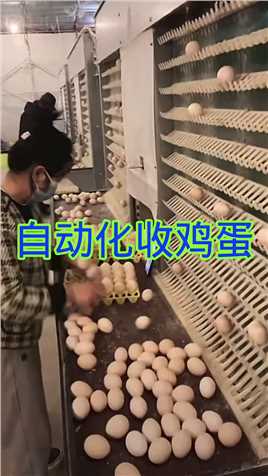自动化收鸡蛋