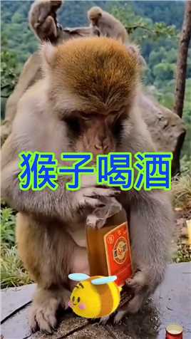 猴子喝酒.