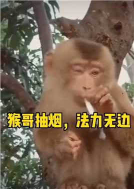 猴哥抽烟，法力无边