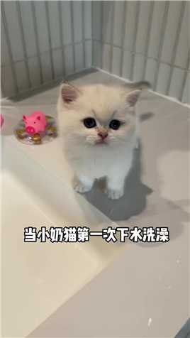 当小奶猫第一次下水洗澡，不要太可爱啊！