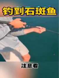 #海钓 #石斑鱼