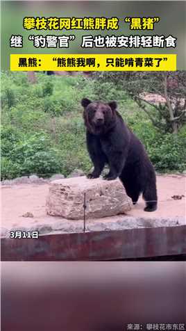 攀枝花网红熊胖成“黑猪”继“豹警官”后也被安排轻断食