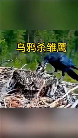 老鹰和乌鸦的争斗