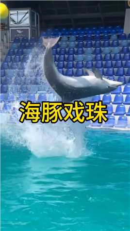 海豚戏珠