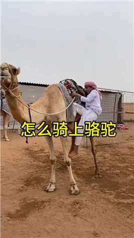 牛人演示怎么骑上骆驼？ #骆驼 #动物