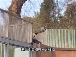 萌兰又越狱了，动作滑稽可爱，实在太萌了！动物大熊猫国宝大熊猫国宝熊猫国宝不愧是国宝