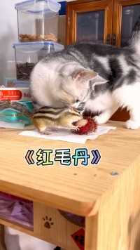 小松鼠吃红毛丹！