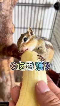 小松鼠吃香蕉！
