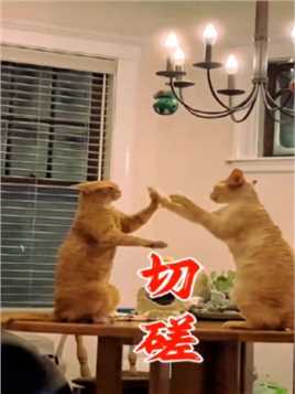 切磋武艺的两只猫咪根本停不下来，它们是怎么做到拳法一致的