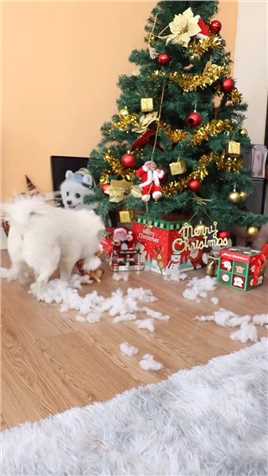 圣诞节快乐#萌宠 #狗狗
