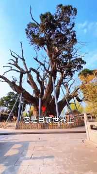 这就是世界上最大的柏树，树龄比秦始皇一统六国还要早！至今还有三大谜团无法解释