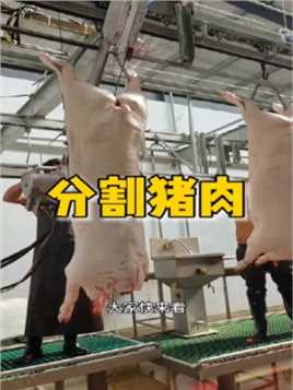分割猪肉