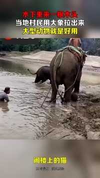 水下重来一根木头，当地村民用大象拉出来，大型动物就是好用！
