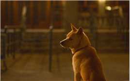 3月感人催泪新片《忠犬八公》“它只是你生命中的一部分，而你是它的一生”#忠犬八公定档3月31日 #忠犬八公#忠犬  