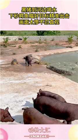 黑猪到河边喝水，下秒鳄鱼瞄好目标精准出击，画面太惨不忍直视！