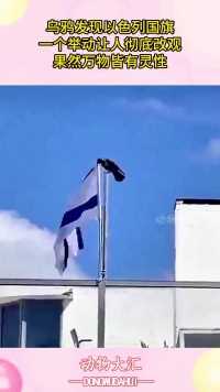 乌鸦发现以色列国旗，一个举动让人彻底改观，果然万物皆有灵性