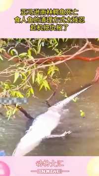 亚马逊雨林鳄鱼死亡，食人鱼的清理方式太残忍，趁机把仇报了