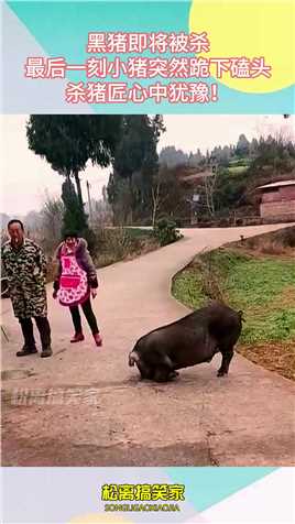 黑猪即将被杀，最后一刻小猪突然跪下磕头，杀猪匠心中犹豫！