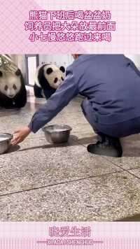 熊猫下班后喝盆盆奶，饲养员把大朵放最前面，小七慢悠悠跑过来喝