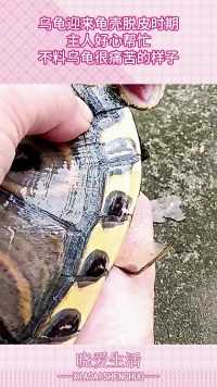 乌龟迎来龟壳脱皮时期，主人好心帮忙，不料乌龟很痛苦的样子！