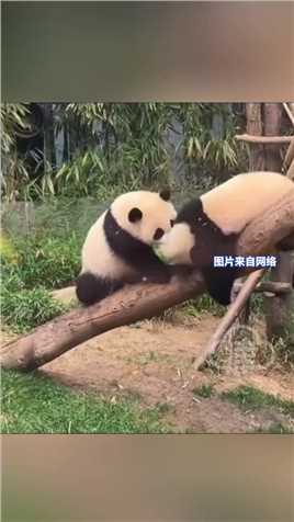 网传在韩国大熊猫幼崽 睿宝和辉宝被剪指甲