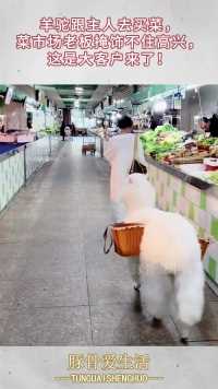 羊驼跟主人去买菜，菜市场老板掩饰不住高兴，这是大客户来了！