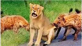 落单母狮深夜遭鬣狗群围攻。今天没有帮手了，要完犊子了。#弱肉强食的动物世界#纪录片动物篇#野生动物零距离