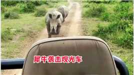 犀牛袭击动物园观光车，游客吓的尖叫连连。这也太刺激了#野生动物零距离#犀牛#观光车#野生动物园#动物世界