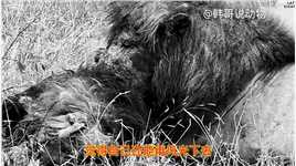 悲惨的老狮王，遭到入侵雄狮兄弟猎杀，眼睛里露露的满是不甘#野生动物零距离#弱肉强食的动物世界#动物世界的战斗#狮子